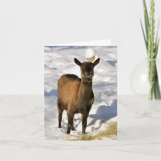 De Festividades Cabra no cartão do Xmas da neve