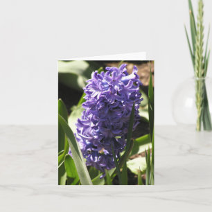 De Festividades cartão azul Hyacinth