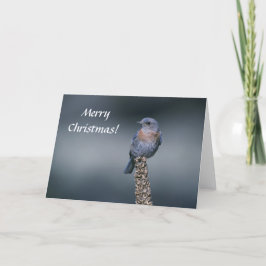 De Festividades Cartão / Bluebird Ocidental / Feliz Natal!