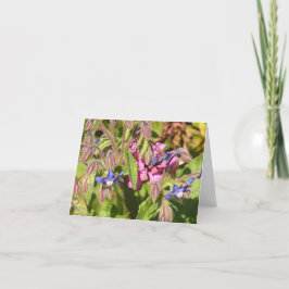 De Festividades Cartão Borage (Borago officinalis)