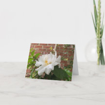 Cartão Camellia (em branco)