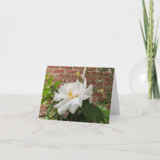 De Festividades Cartão Camellia (em branco)