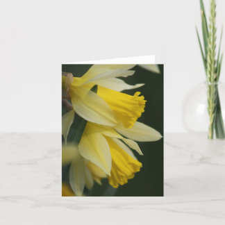 De Festividades Cartão Daffodil