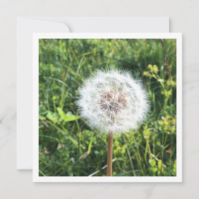 De Festividades Cartão dandelion personalizado (Frente)