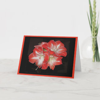 De Festividades Cartão do Amaryllis