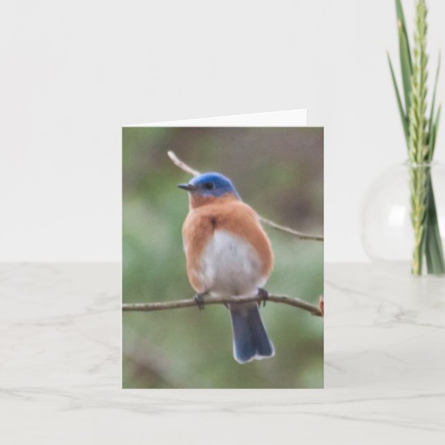 De Festividades Cartão do Bluebird (Frente)