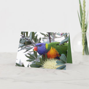 De Festividades Cartão do Dia dos Namorados com Lorikeet