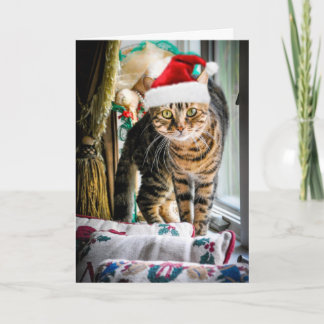 De Festividades Cartão do gato do feriado