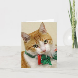 De Festividades Cartão do Natal do gato malhado do salvamento do