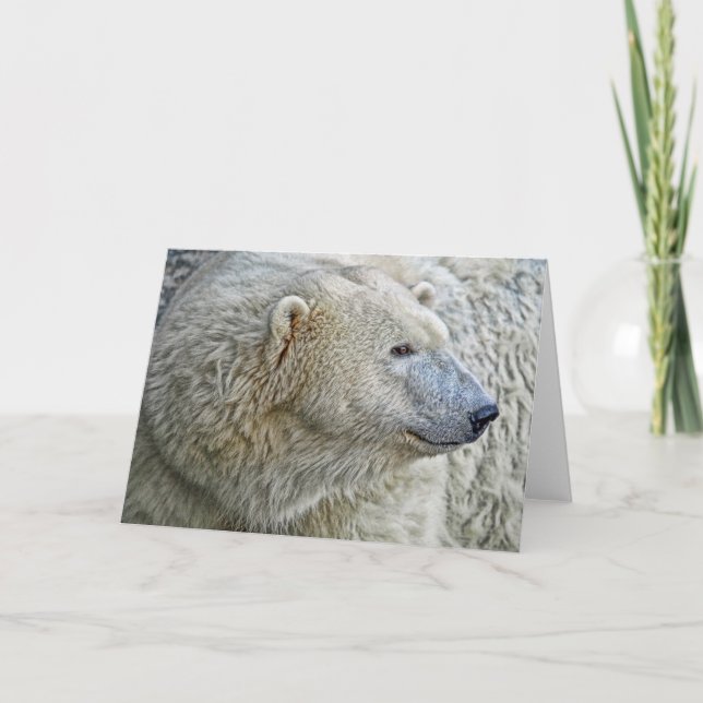 De Festividades Cartão do urso polar (Frente)