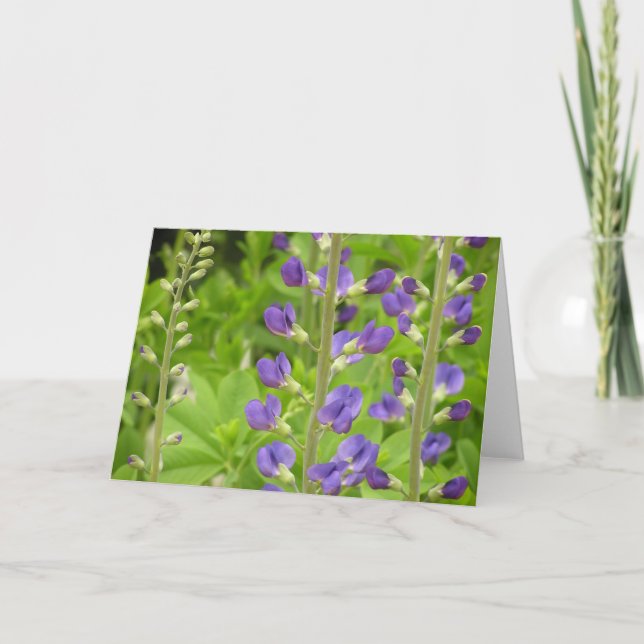 De Festividades Cartão False Indigo (Baptisia australis) (Frente)