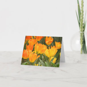 De Festividades Cartão 'General DeWitt' Tulip
