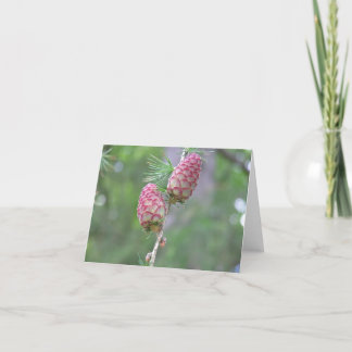 De Festividades Cartão Larch (Larix)
