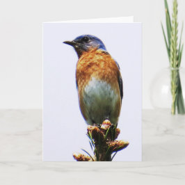 De Festividades Cartão oriental do Bluebird