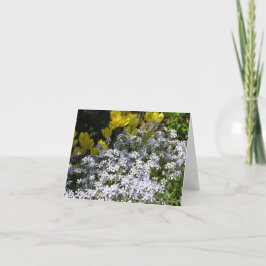 De Festividades Cartão Phlox Woodland (Phlox divaricata)