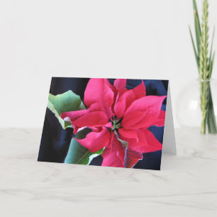 De Festividades Cartão Poinsettia