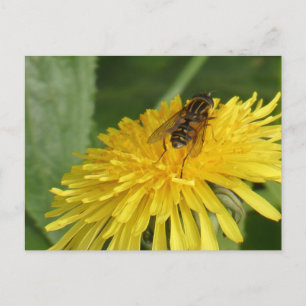 De Festividades Cartão postal Dandelion & Insect DIY