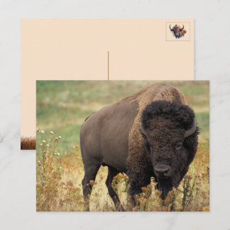 De Festividades Cartão postal do Bisonte Americano / Búfalo