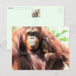 De Festividades Cartão postal do Dia Orangutan
