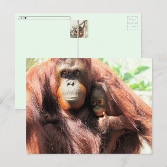 De Festividades Cartão postal do Dia Orangutan (Frente/Verso)