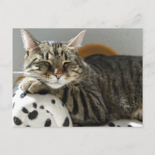 De Festividades Cartão postal do GATO MALHADO RELAXANDO