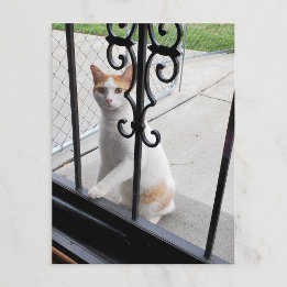 De Festividades Cartão postal do gato que realmente quer entrar