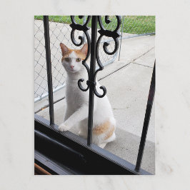 De Festividades Cartão postal do gato que realmente quer entrar