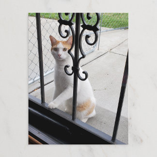 De Festividades Cartão postal do gato que realmente quer entrar