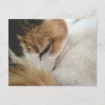 Cartão postal do gato xadrez aconchegante