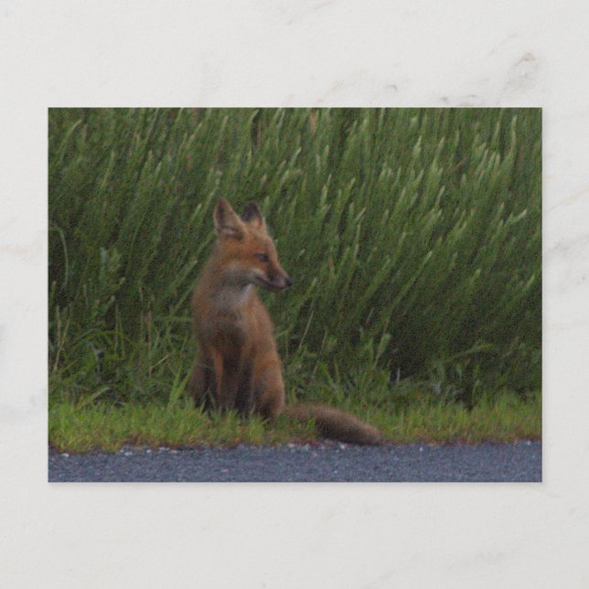 De Festividades Cartão postal Fotográfico Fox (Frente)