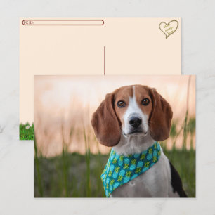 De Festividades Cartão postal - Foxhound