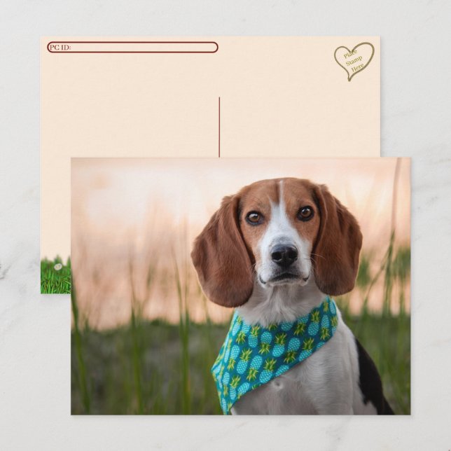 De Festividades Cartão postal - Foxhound (Frente/Verso)