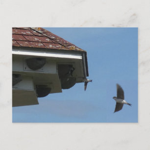 De Festividades Cartão postal House Martins no Nest Box DIY