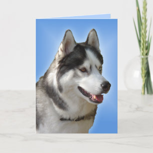 De Festividades Cartão Siberian Husky / Cartão Malamute do Alasca 