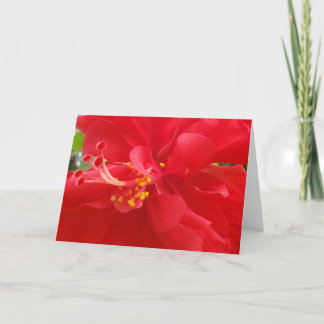 De Festividades Cartão vermelho do hibiscus