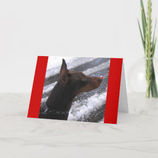 De Festividades Doberman com o cartão vermelho do feriado do nariz