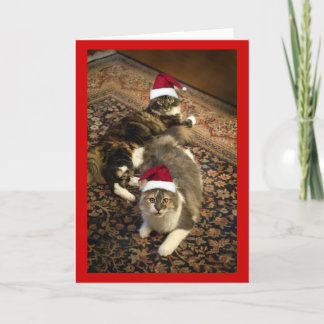 De Festividades Gatos no cartão engraçado do Natal dos chapéus do