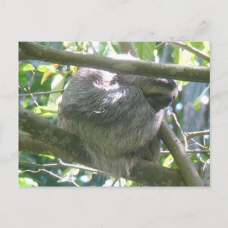 De Festividades Lindo Preguiça da Costa Rica Cartão Postal DIY
