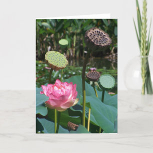De Festividades Lotus e Pods Rosa - Cartão Saudável