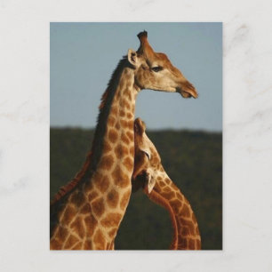 De Festividades Madre Giraffe e seu cartão postal do bebê