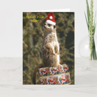 De Festividades Meerkat, cartão pequeno do ajudante do papai noel