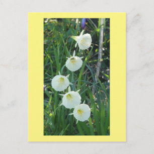 De Festividades Narcisos Brancos Sinais Árticos DIY Cartão Postal