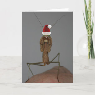De Festividades Orando o Cartão Feriado Mantis