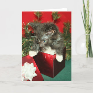 De Festividades Presente do presente do gatinho do cartão do Natal