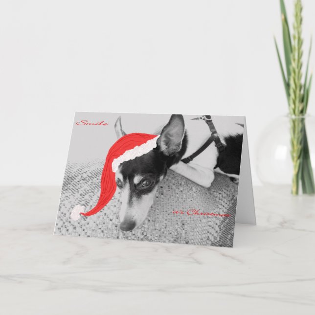 De Festividades Sorria, é Natal, Cartão com Rat Terrier (Frente)