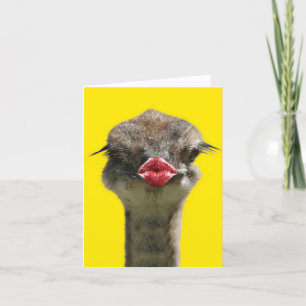De Festividades Wild Kisses - Ostrich - Consiga Um Cartão Bem Saud