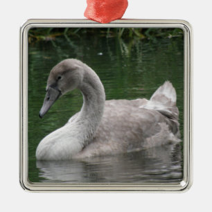 De Metal Cisne Gracioso no Ornamento da Água