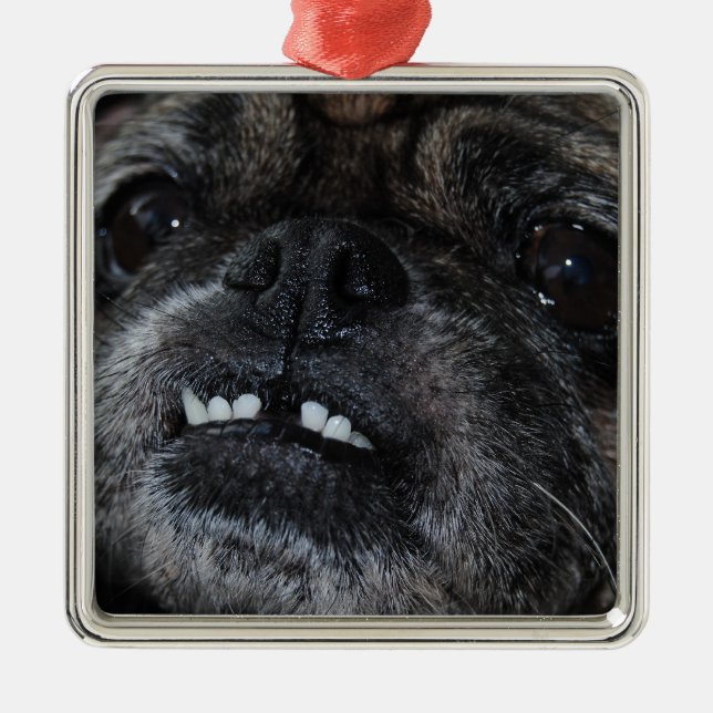 De Metal Ornamento branco perolado dos dentes dos Pugs (Frente)