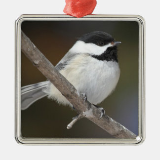 De Metal Ornamento do Chickadee