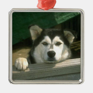 De Metal Ornamento do Malamute do Alasca